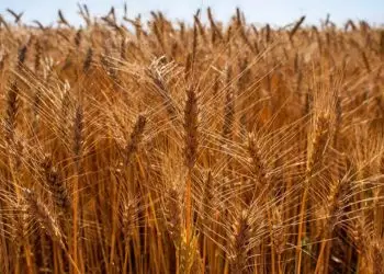 Fórum aponta que autossuficiência da triticultura brasileira passa pelo Cerrado.