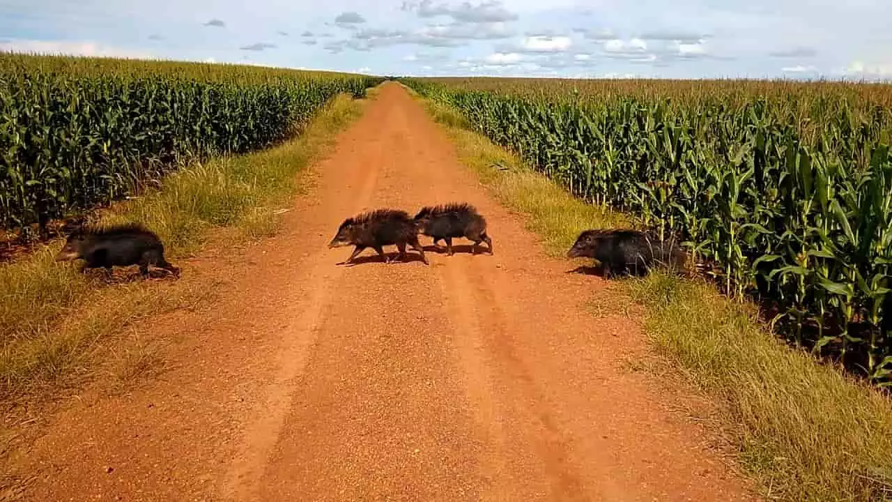 Ibama volta a analisar licenças para controle de javalis no Brasil 2 Javalis causam prejuízos na agricultura na destruição de plantações.