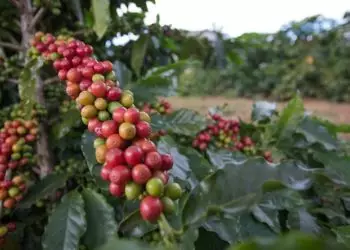 Mesmo em ano de bienalidade negativa rendimento cresceu 8%.