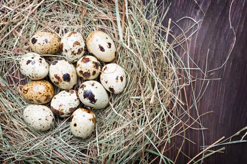 ovos-de-codorna