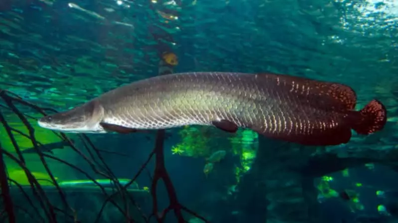 Guarda Metropolitana Ambiental resgata peixe da espécie pirarucu, em Palmas 3 Peixe-pirarucu