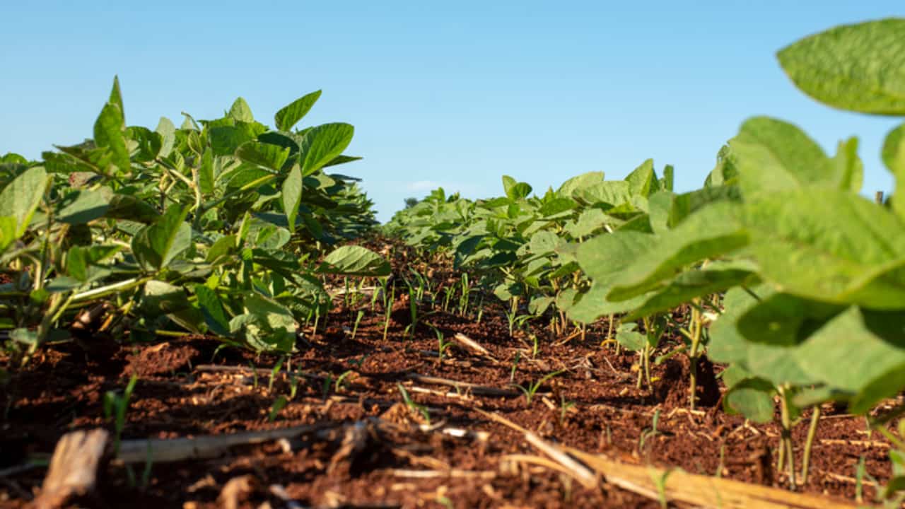 Plantio da soja já alcança 94% da área total no Brasil. 