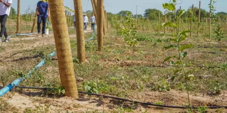 Produtores esperam produzir mais de 10,2 mil toneladas de manga e maracujá por ano em área de 296 hectares.