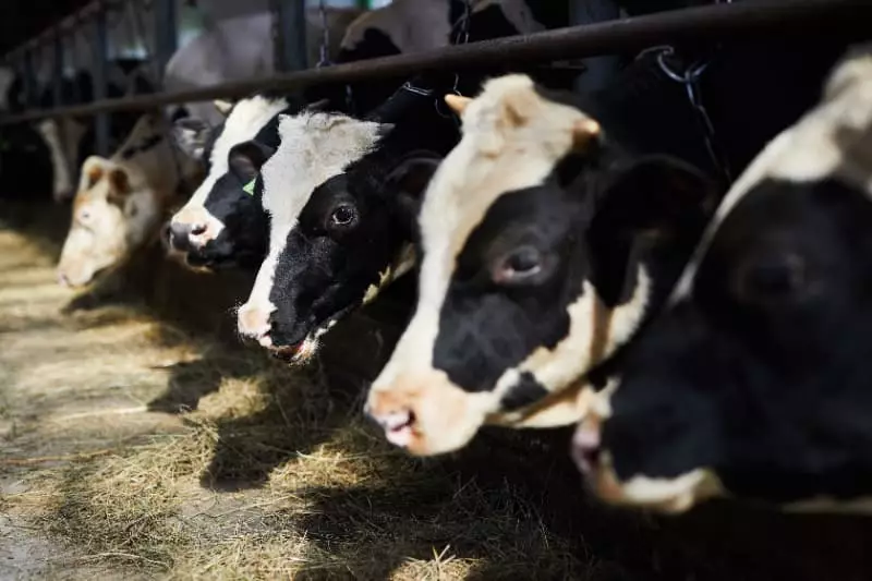 Produtos de alimentação animal