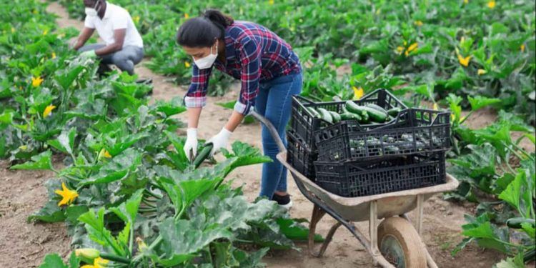 Proposta de crédito especial fortalece agricultura familiar.