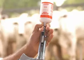 Sete estados brasileiros não imunizarão mais o rebanho contra aftosa a partir de 2024.