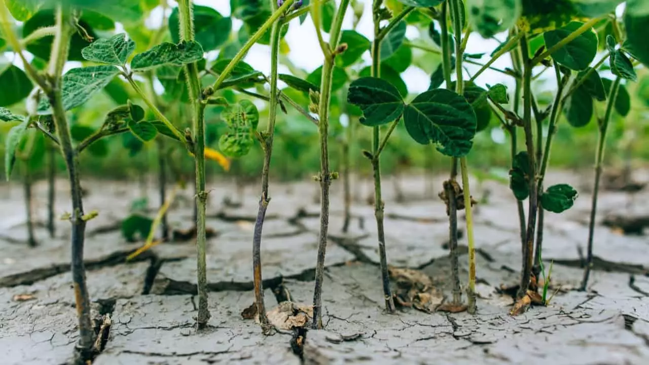 Volume inferior à safra passada foi puxado pelo baixo volume de chuva no Centro-Oeste. 