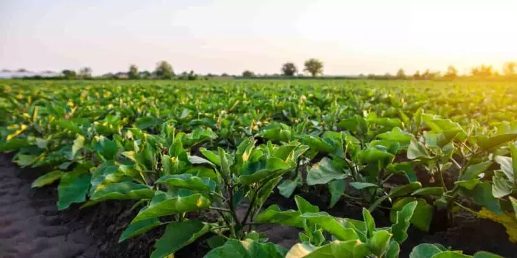 Agronegócio deve continuar fomentando a economia no país em 2024; veja setores 1 Agronegócio deve continuar fomentando a economia no país em 2024; veja setores