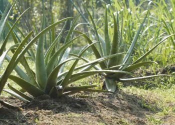 Aprenda como plantar babosa e os benefícios da planta para tratamento estético