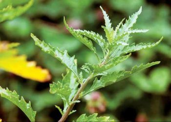 Aprenda como plantar mastruz e os benefícios da erva medicinal para a saúde