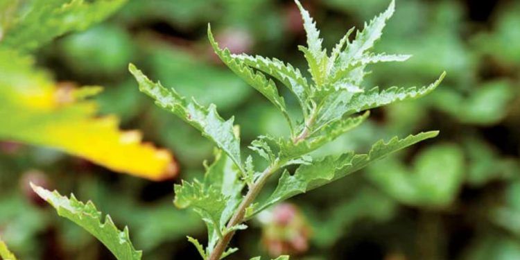 Aprenda como plantar mastruz e os benefícios da erva medicinal para a saúde