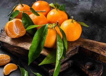 Aprenda como plantar laranja em casa e os benefícios do consumo da fruta