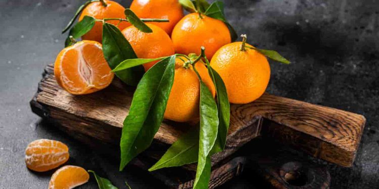 Aprenda como plantar laranja em casa e os benefícios do consumo da fruta