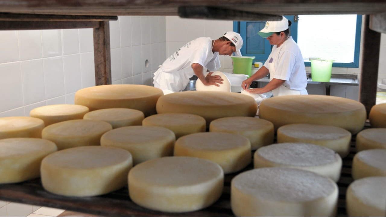 Brasil é referência mundial na produção de queijos.