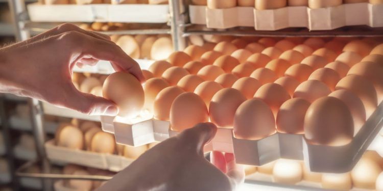 Brasil exporta pintos de 1 dia e ovos férteis a diversos países.
