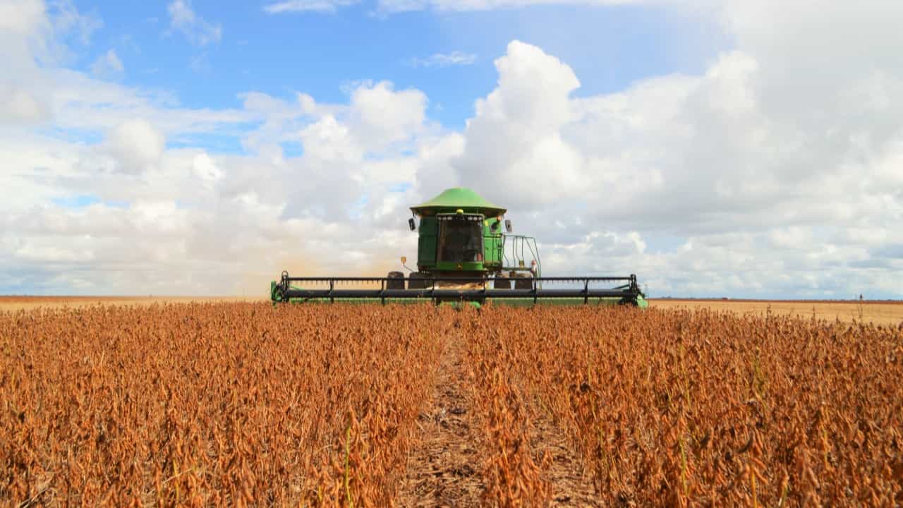 Colheita da soja 2023-24 no Tocantins começa com expectativa ruim devido ao clima desfavorável. Foto: Reprodução