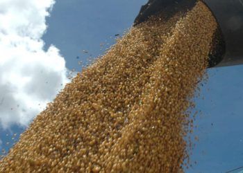 Colheita de soja no Tocantins é marcada por desafios devido às condições climáticas