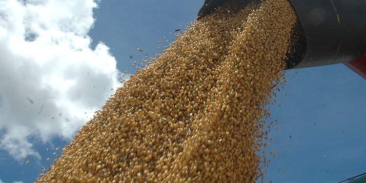 Colheita de soja no Tocantins é marcada por desafios devido às condições climáticas
