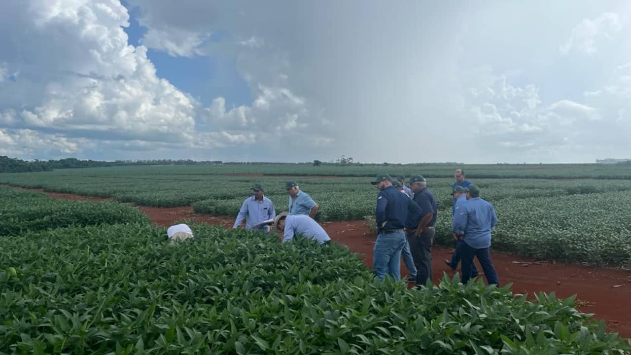 Colheita da soja 2023-24 no Tocantins começa com expectativa ruim devido ao clima desfavorável. Foto: Divulgação