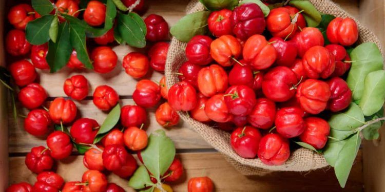 Confira como plantar acerola e os benefícios da fruta para a saúde