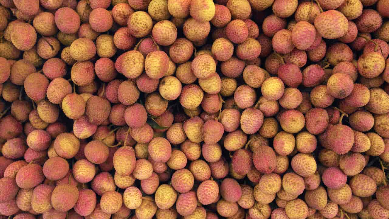 Confira o passo a passo de como plantar lichia a partir do caroço da ...