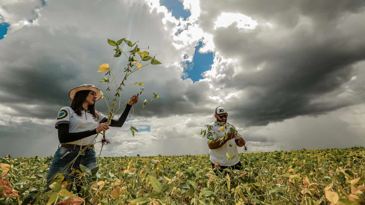 Perdas na soja com El Niño no Brasil são irreversíveis, aponta Rally da Safra 2 El Niño afetou as lavouras com seca no Centro-Norte e chuva intensa no Sul.