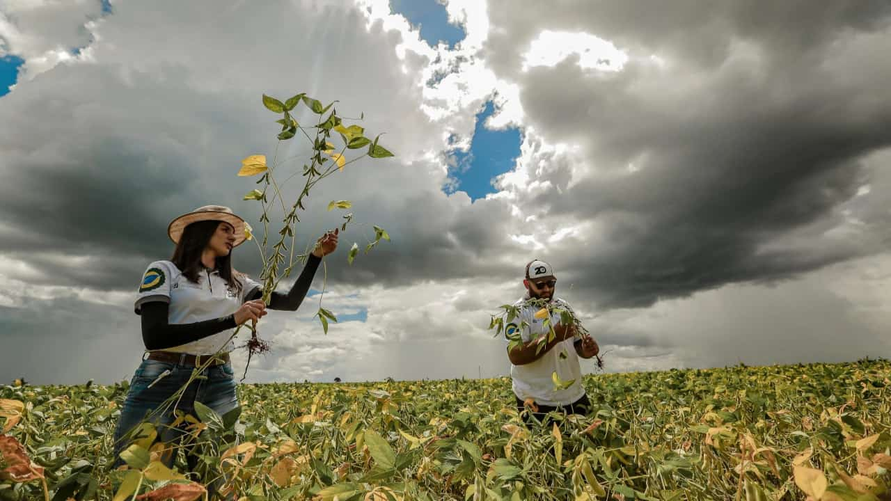 El Niño afetou as lavouras com seca no Centro-Norte e chuva intensa no Sul. 