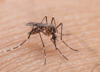 Fenômeno El Niño e altas temperaturas devem favorecer aumento de casos de dengue