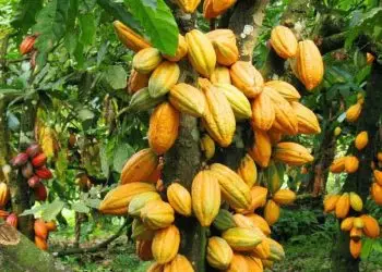 A diversidade cultural, ambiental, de solos e de clima de Rondônia é um grande atrativo para a produção de cacau de qualidade.