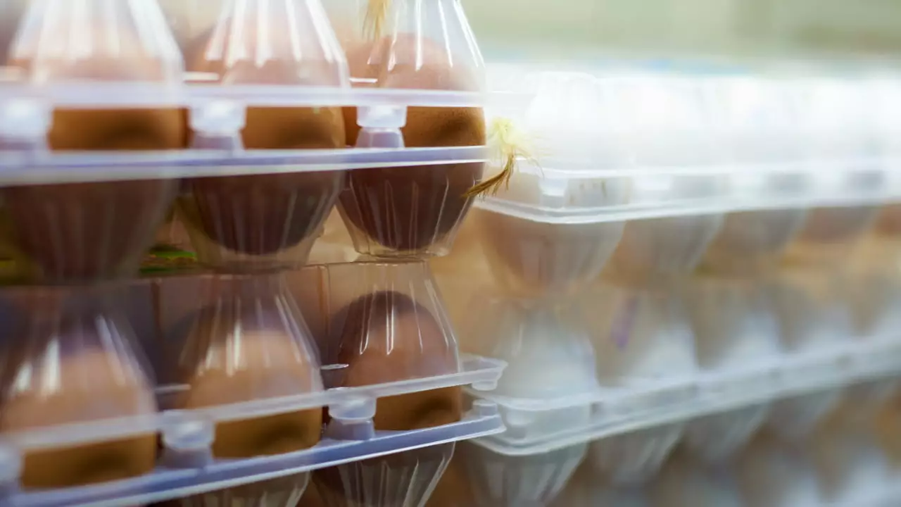 Exportações de ovos crescem quase 170% em 2023 no Brasil 2 Japão foi o principal comprador.