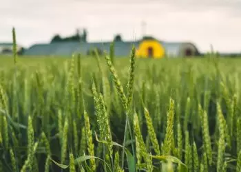 Mapa atualiza Zarcs para culturas como trigo, triticale, cevada e aveia. Lavoura de trigo.