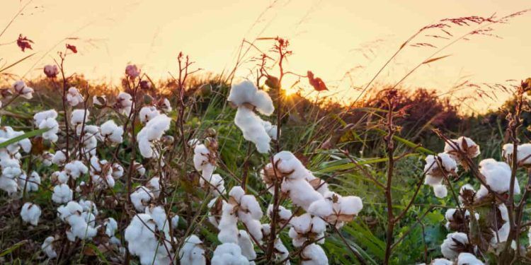 Plantio de algodão atinge mais de 65% da extensão planejada para a safra 2023/2024