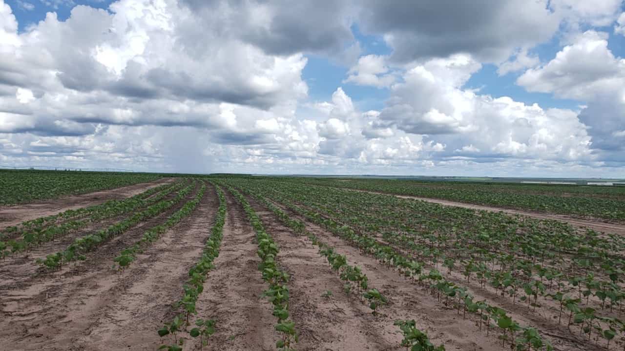 Semeadura da soja no Oeste da Bahia está em fase final com 98% de área plantada. Foto: Reprodução