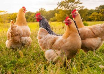 Tocantins reforça medidas de prevenção contra a influenza aviária