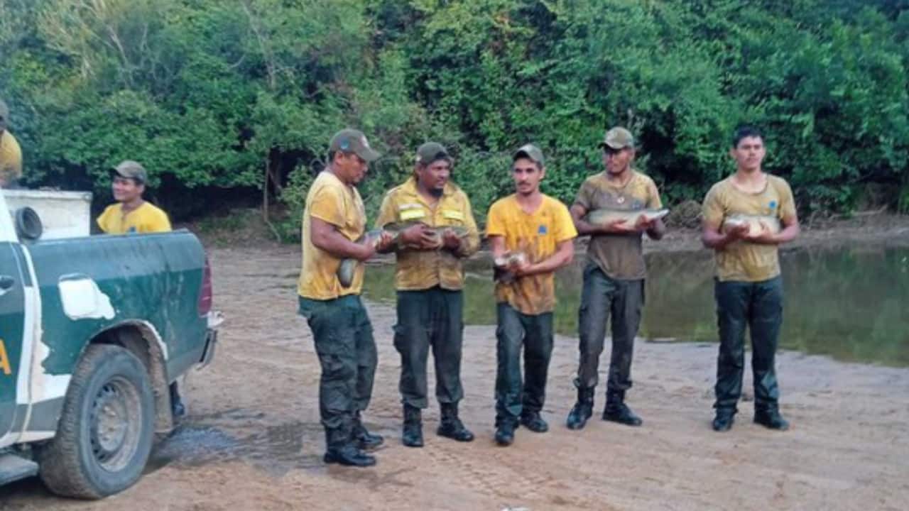 Tragédia Ambiental: Calor Intenso causa mortandade de peixes no Rio Javaés. 