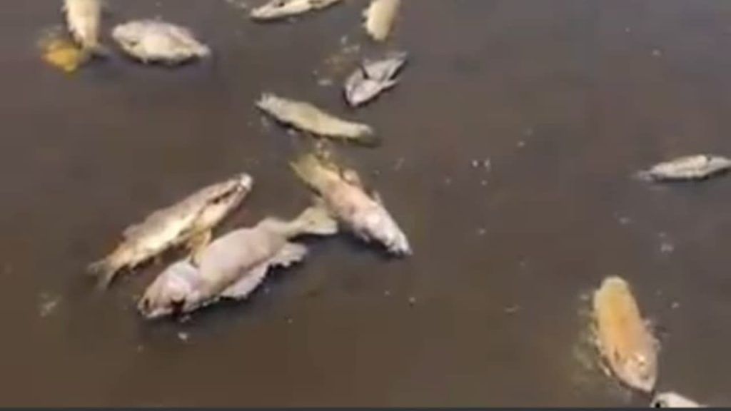 Calor intenso causa mortandade de peixes no Rio Javaés