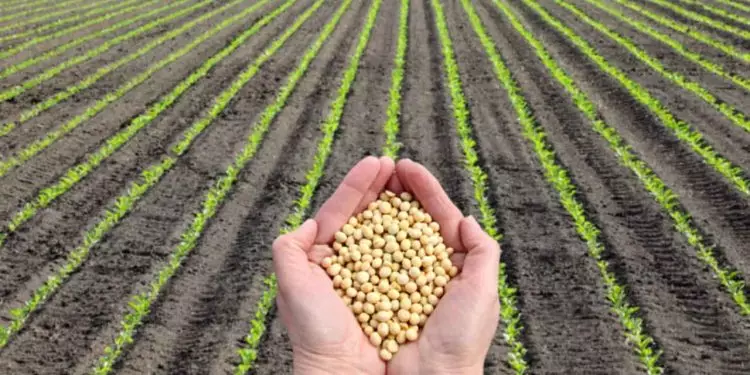 Mapa amplia calendário de plantio da soja em sete estados; veja prazos 1 Alterações são pelo atraso na semeadura e prejuízos da falta de chuva durante o início da safra.