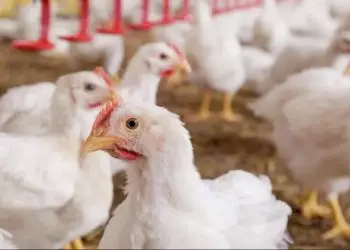 Linhagens brasileiras garantem maior potencial produtivo de carne e ovos. Foto: Divulgação