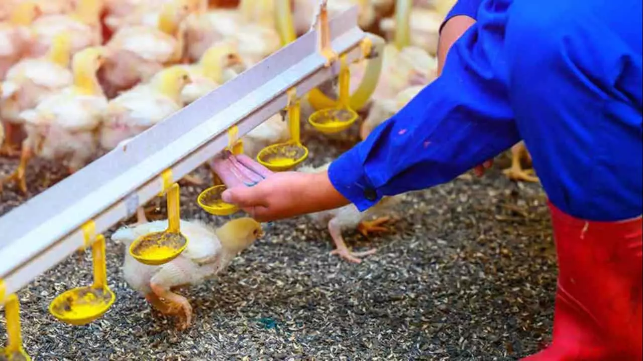 Avicultores goianos precisam cadastrar estabelecimentos. 