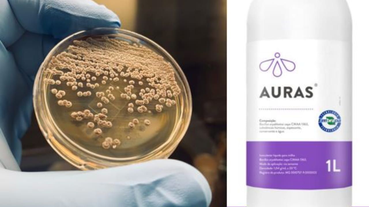 Bioinsumo Auras é feito com a bactéria Bacillus aryabhattai, presente nos solos do Semiárido. 