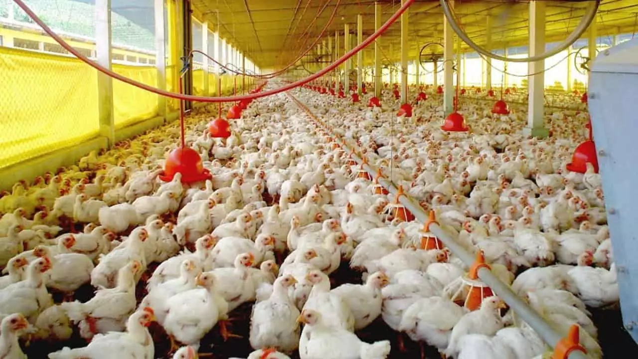 Cadastro permite que avicultor se adeque às normas de prevenção contra as doenças. 