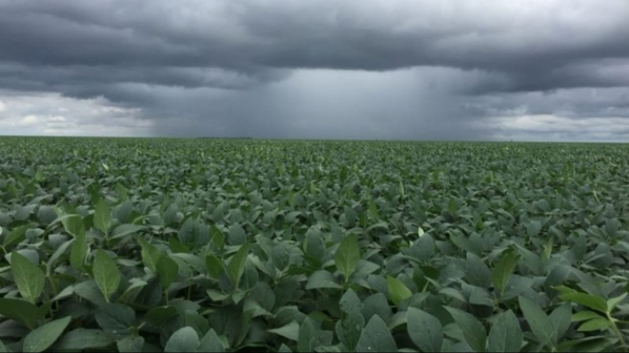 Chuvas irregulares e altas temperaturas influenciarem no potencial produtivo das lavouras. 