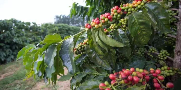 Produção brasileira de café deve alcançar 58 milhões de sacas na safra 2024 1 Clima mais favorável deve impulsionar resultado das lavouras.