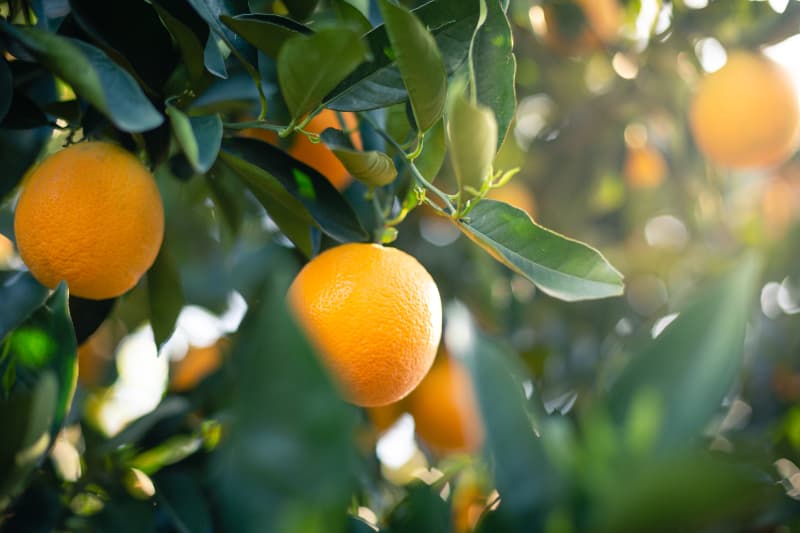 Como plantar laranja 