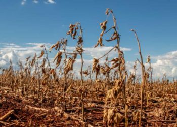 Crise climática afetou as finanças dos agropecuaristas.