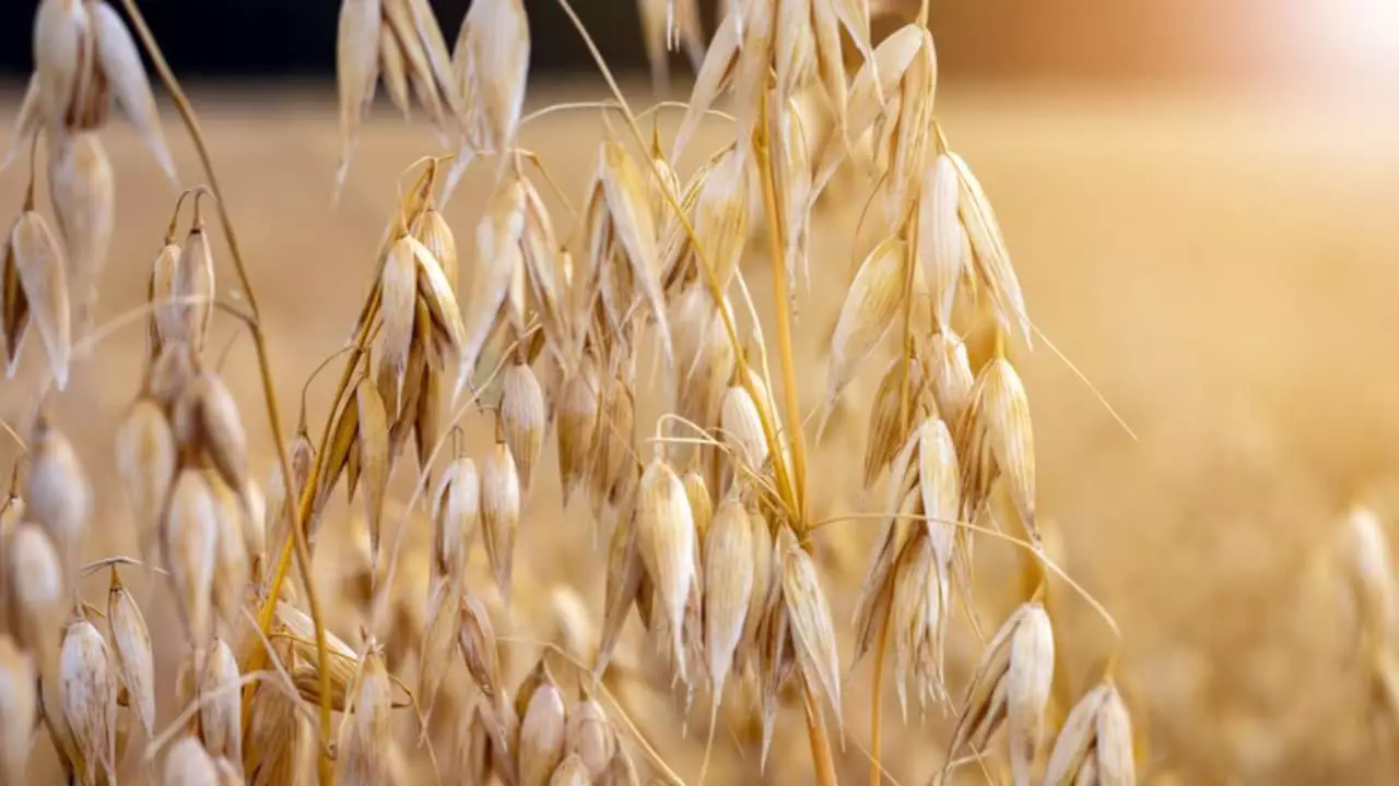 Cultivo é indicado do extremo sul ao nordeste do Brasil; lavoura de aveia. 