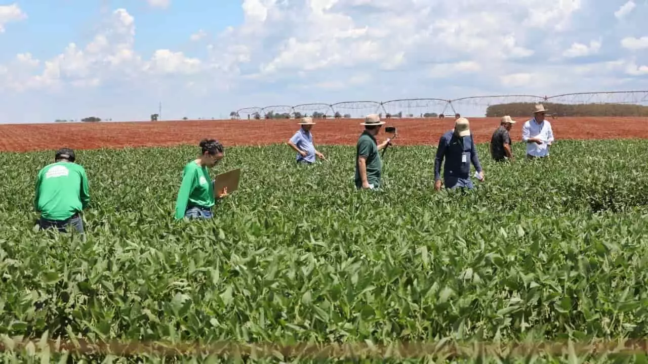 Em Goiás municípios decretaram estado de emergência com seca.