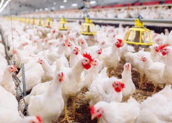 Estabelecimentos comerciais avícolas de Goiás precisam se registrar ou renovar cadastro.