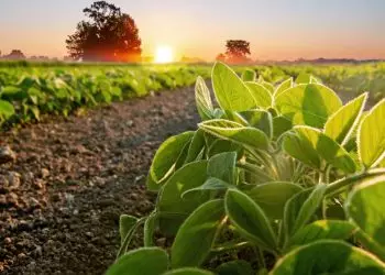 Estimativa da Conab é que o volume alcance de 306,4 milhões de toneladas.