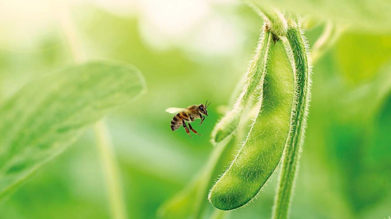 Estudos científicos indicam que substância é tóxica para abelhas. 